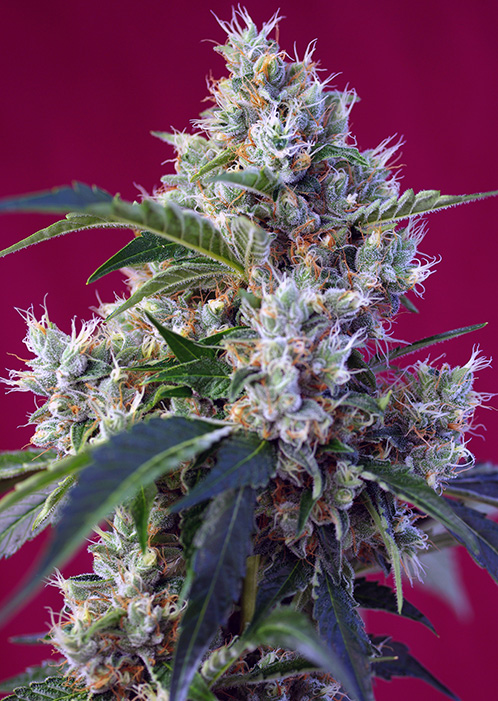 Indigo Berry Kush®