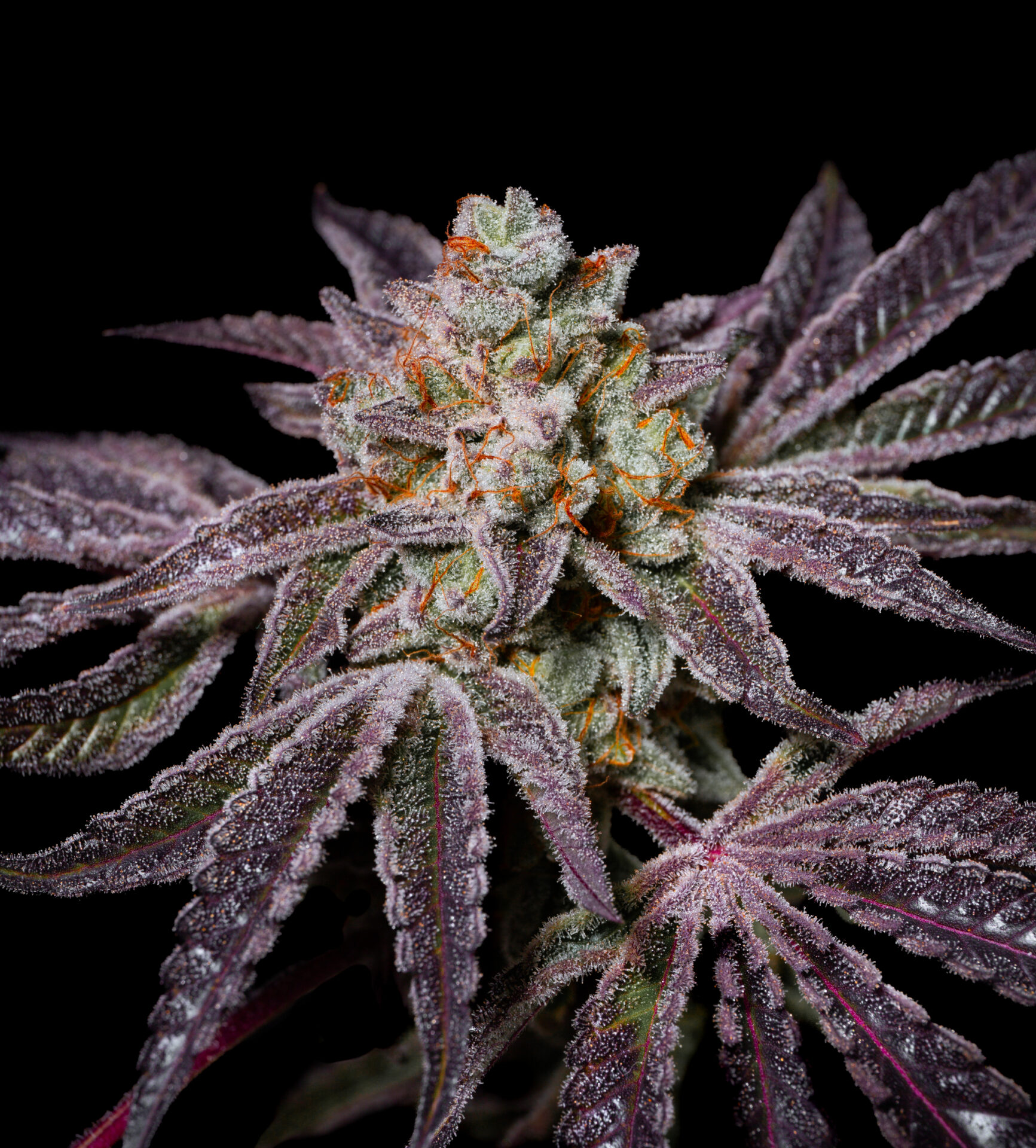 Insanity OG