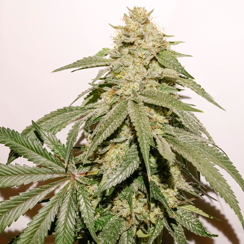 Ice Cream Haze