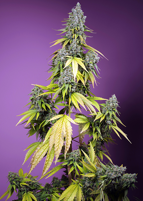 Jet Fuel Mandarine XL®