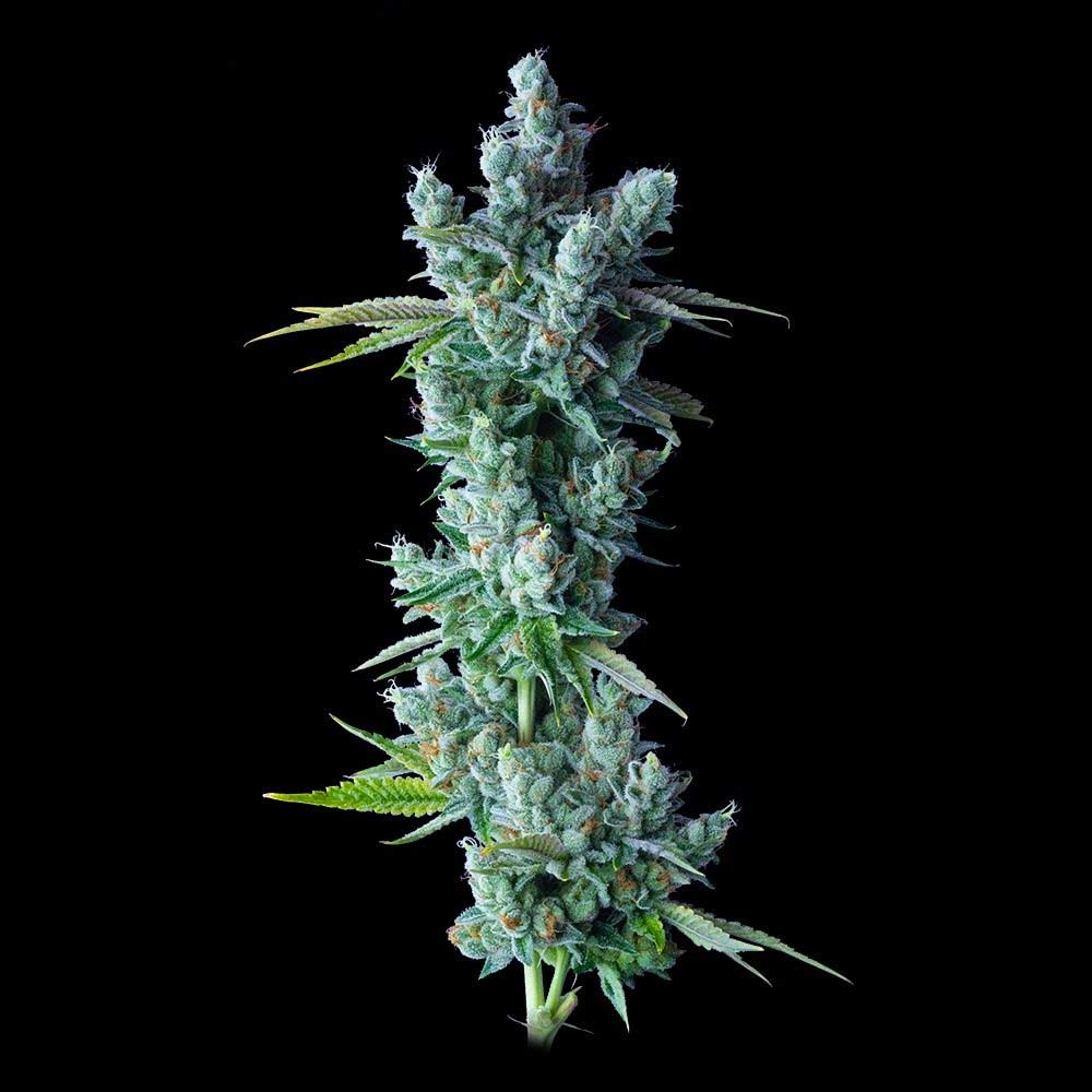 kosher Dawg