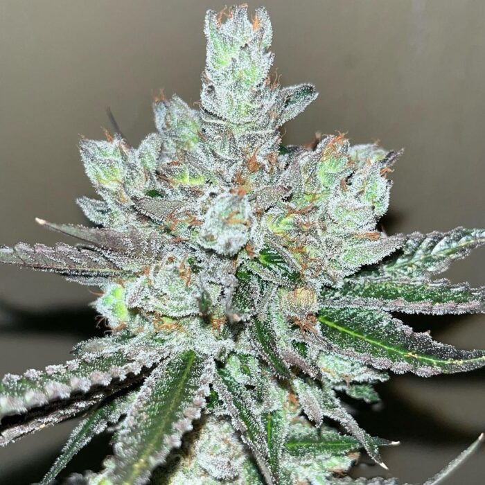 Kosher Popz
