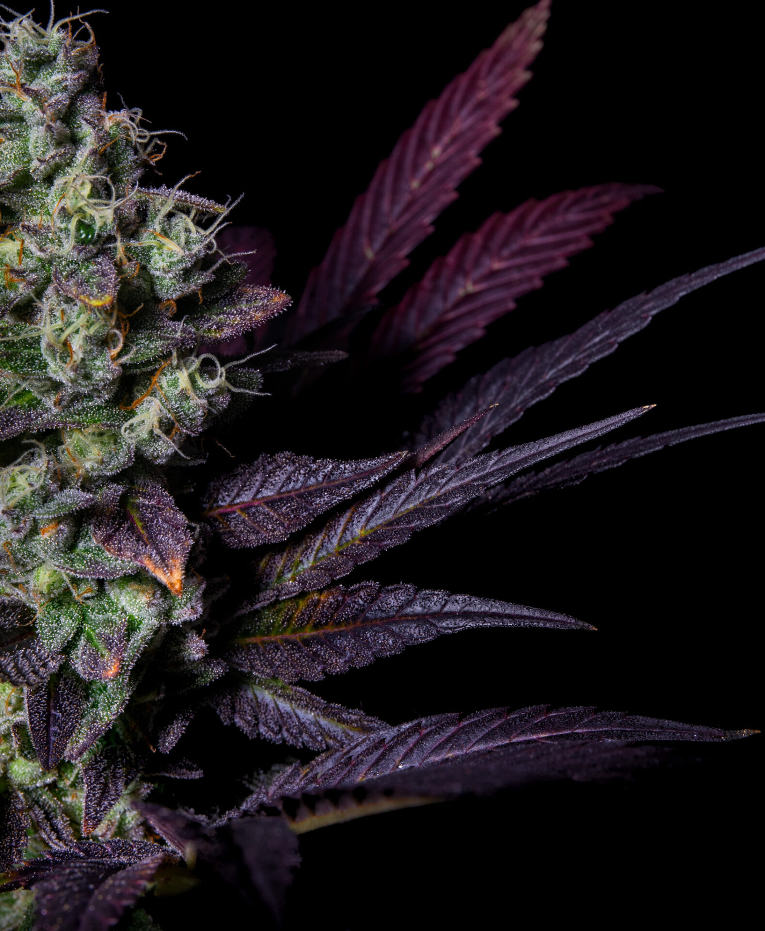 Kush Mallow