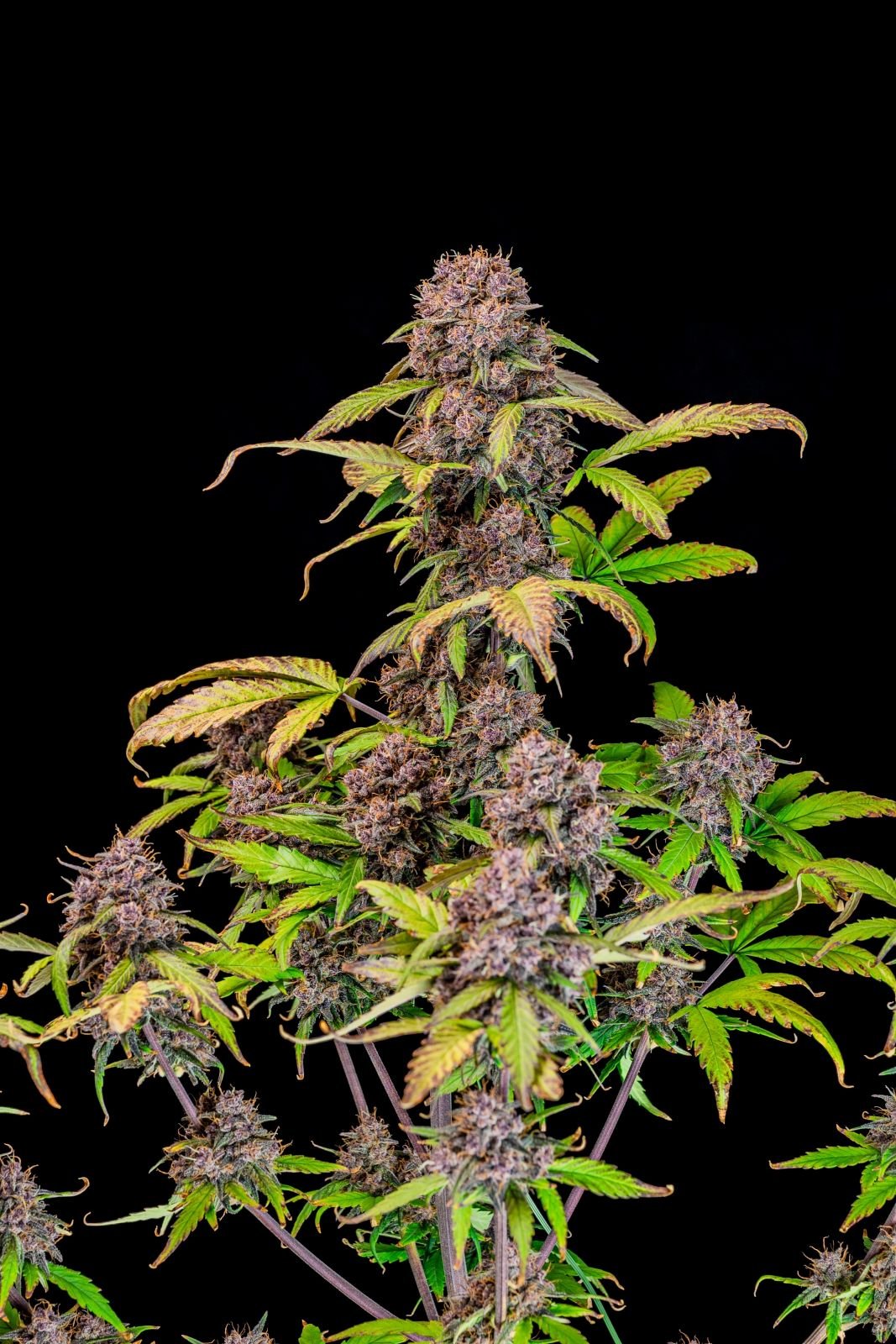 Lemon Cherry Cookies Auto