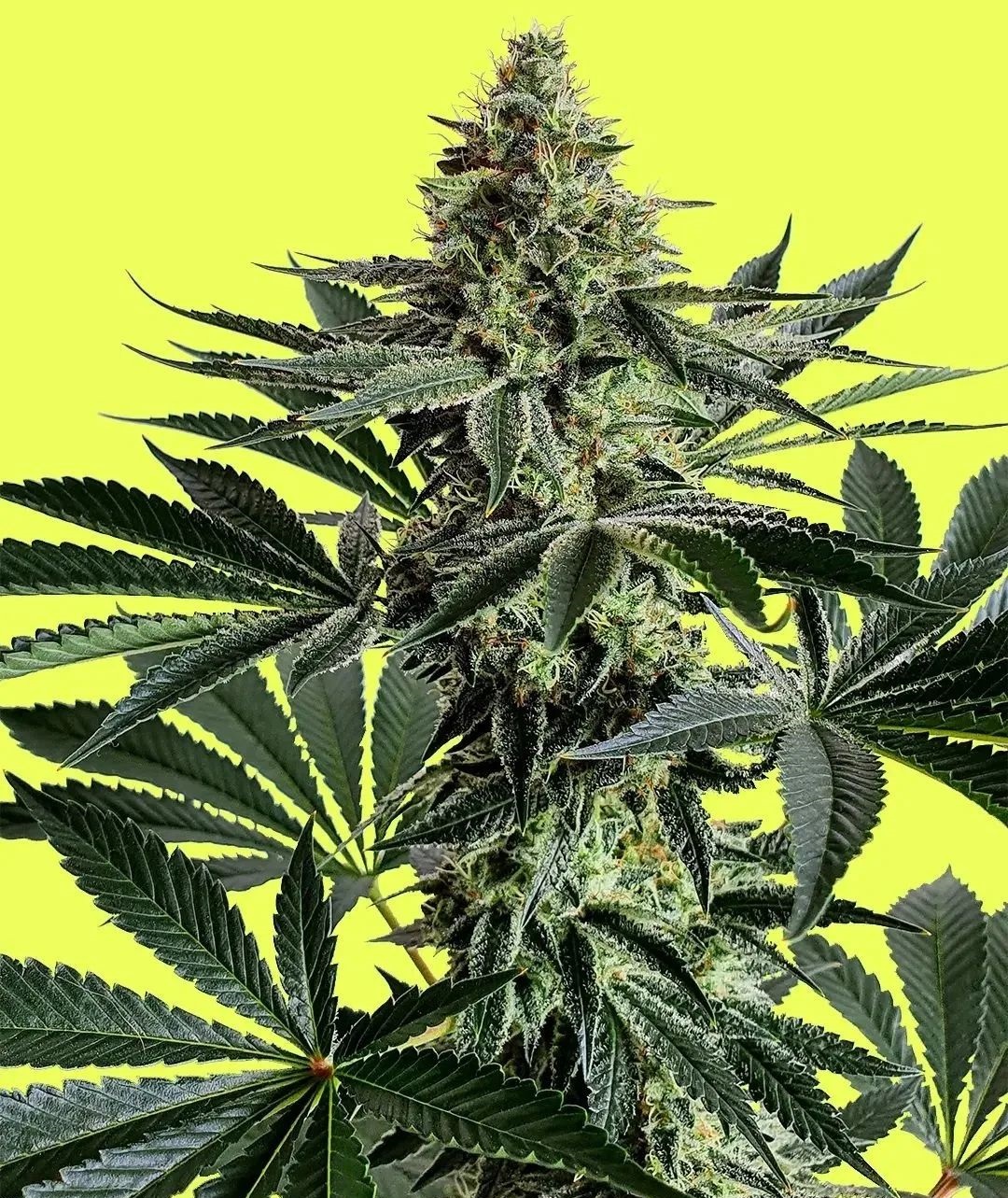 Lemon Storm