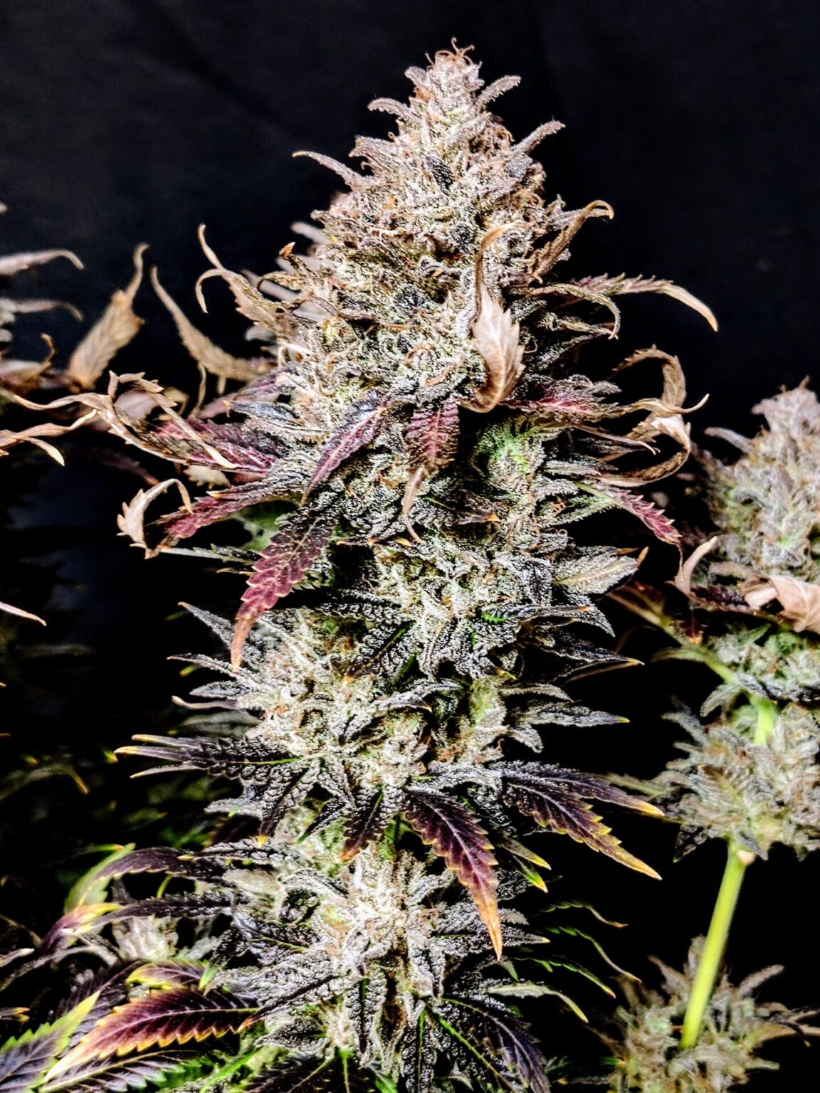 Mimosa