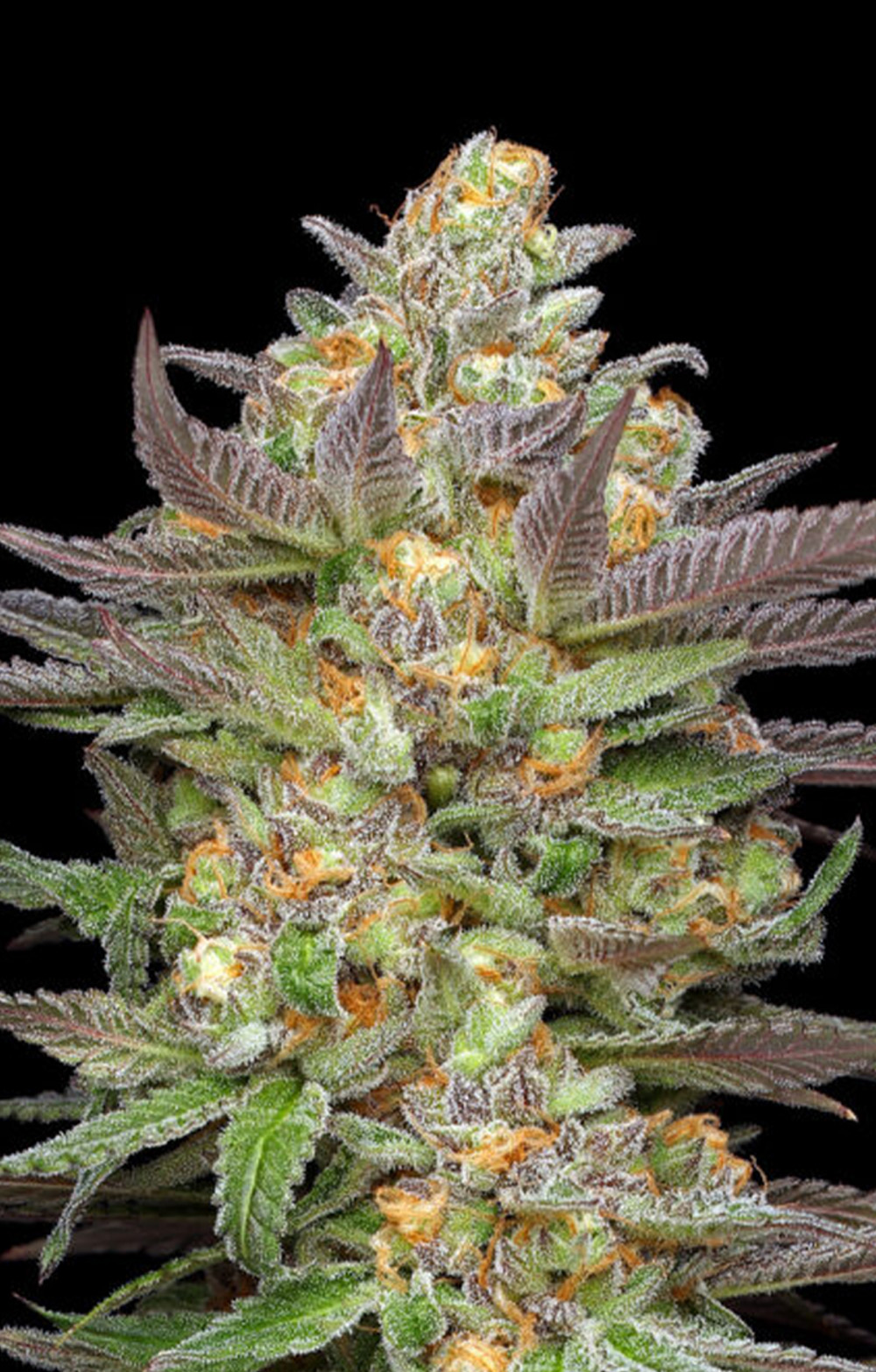 Mint Jelly Autoflower