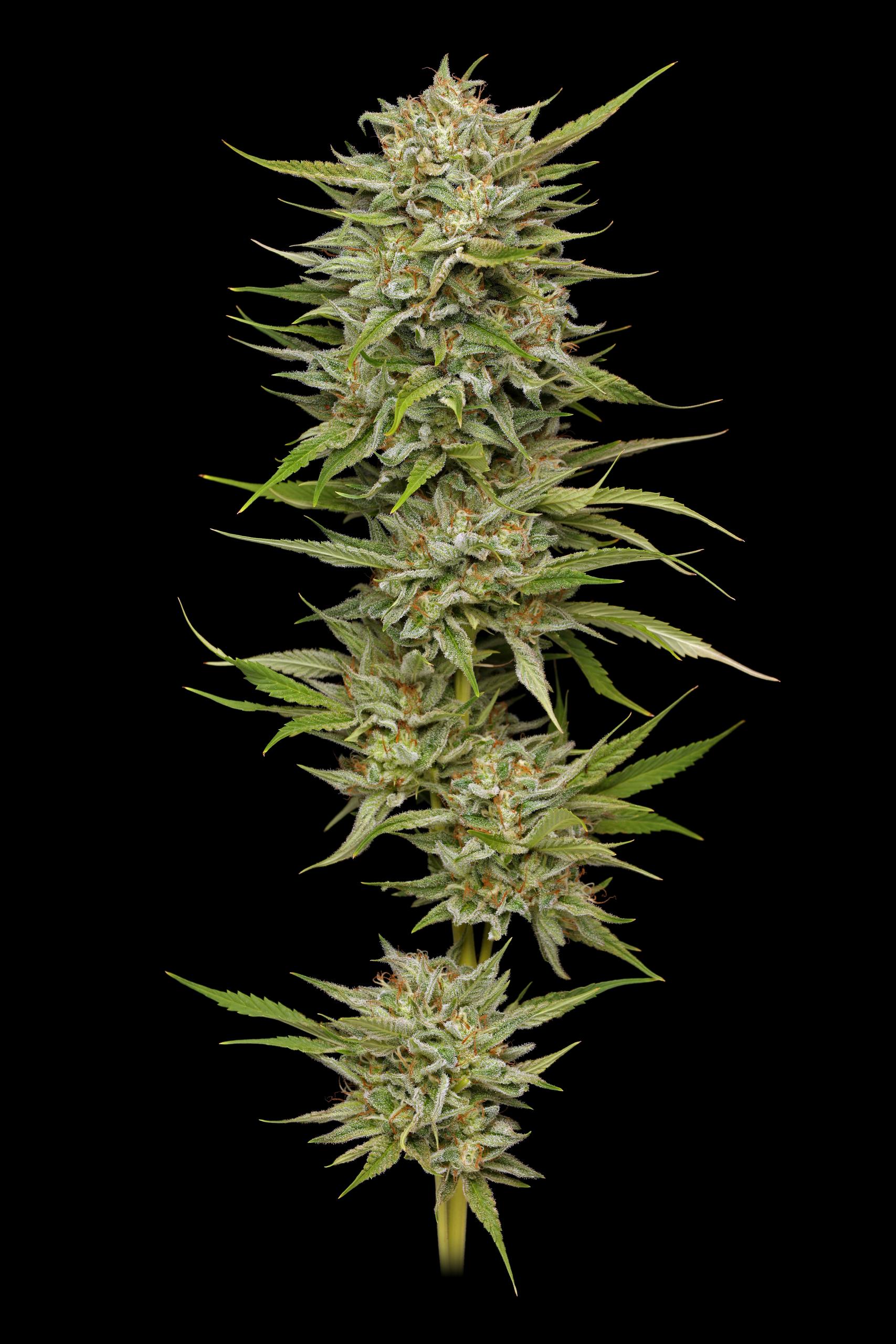 OG Kush