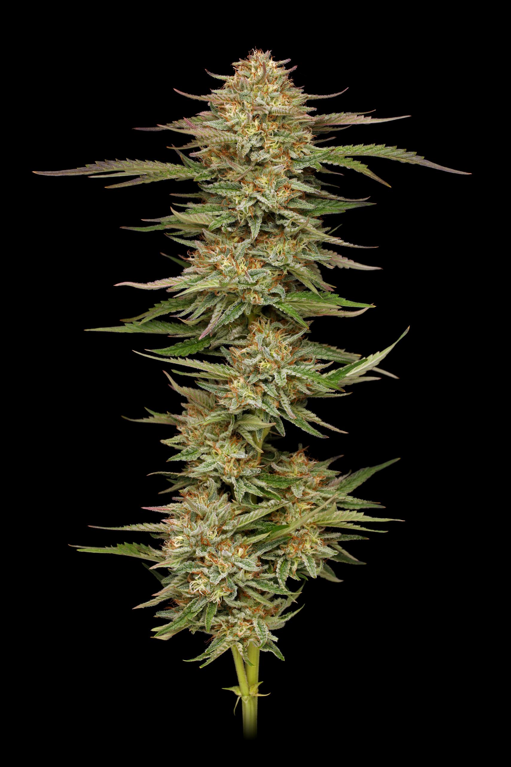Orange Creampop