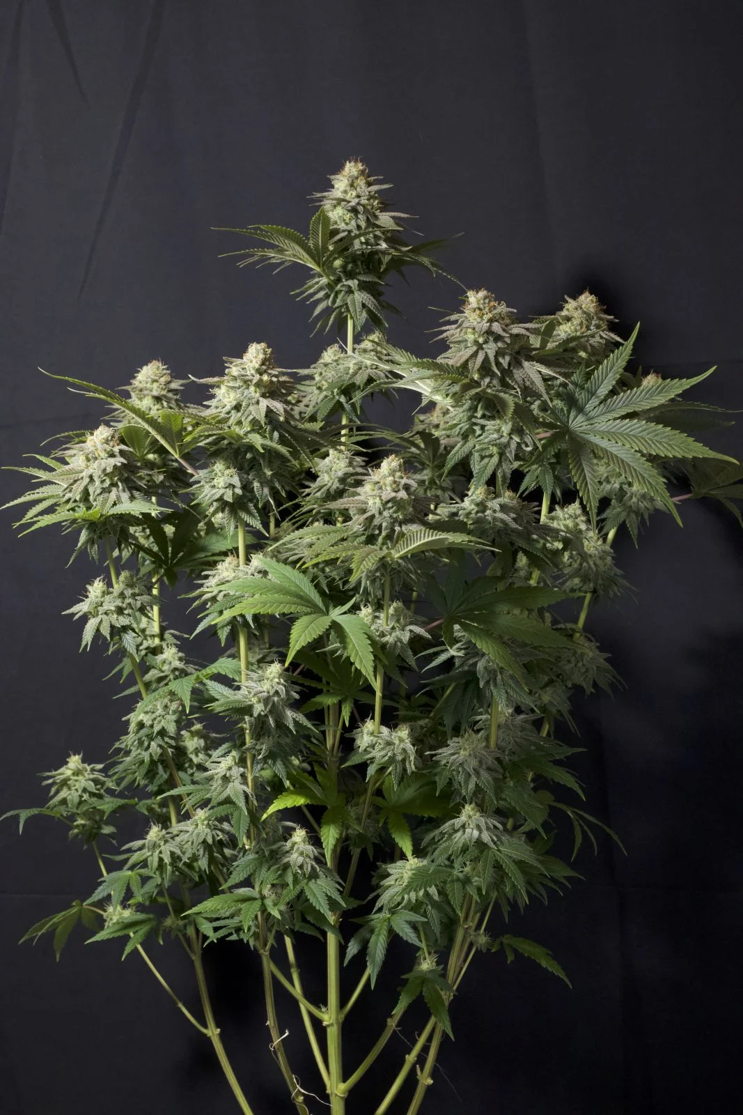 Orange Sherbet FF