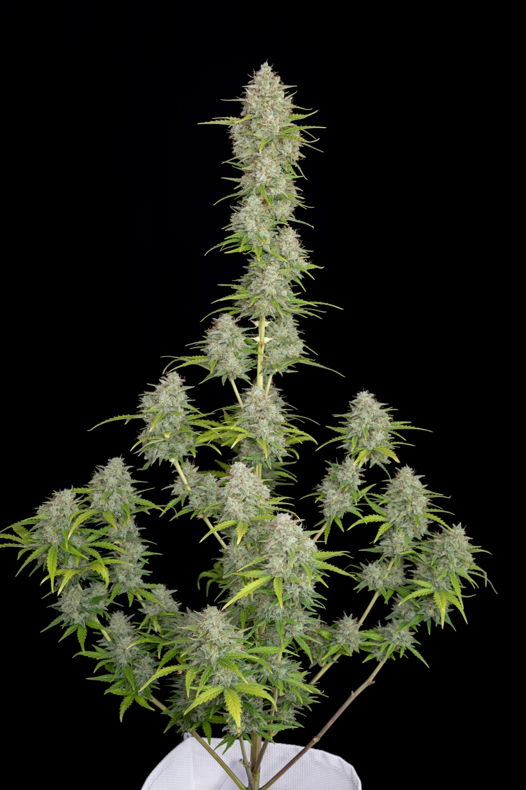 Orange Sherbet