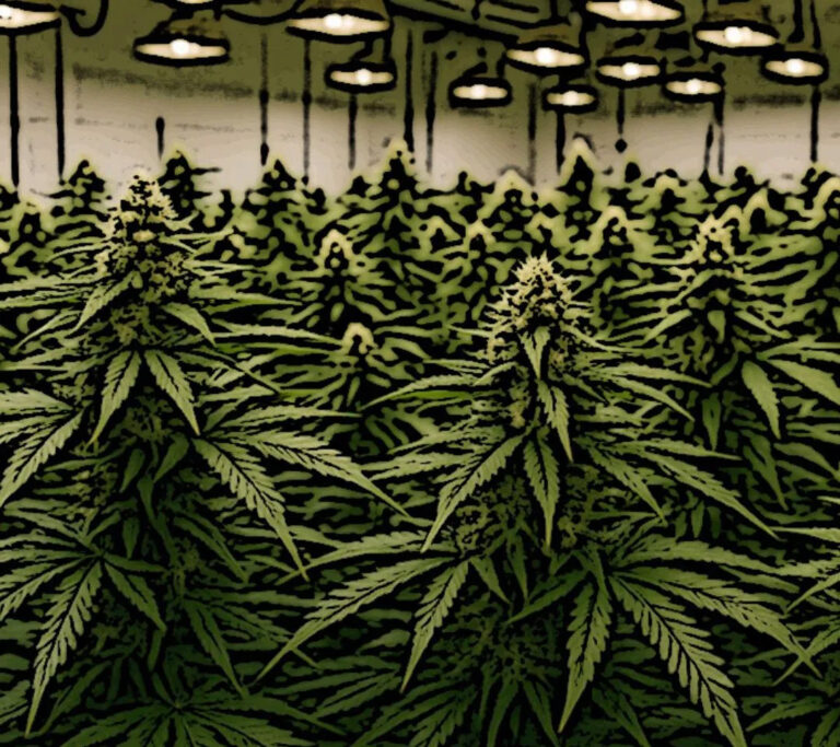 Os muitos caminhos do cultivo canábico