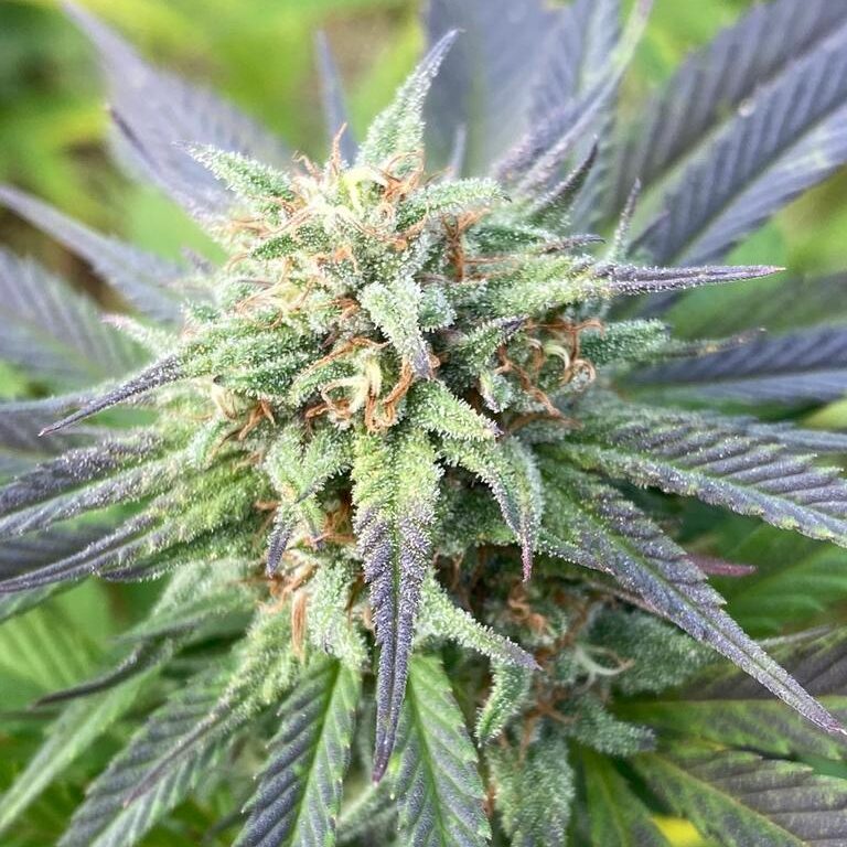 Peach Buddha