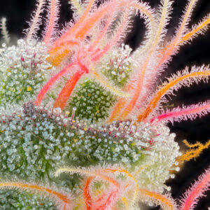 Pink Honey