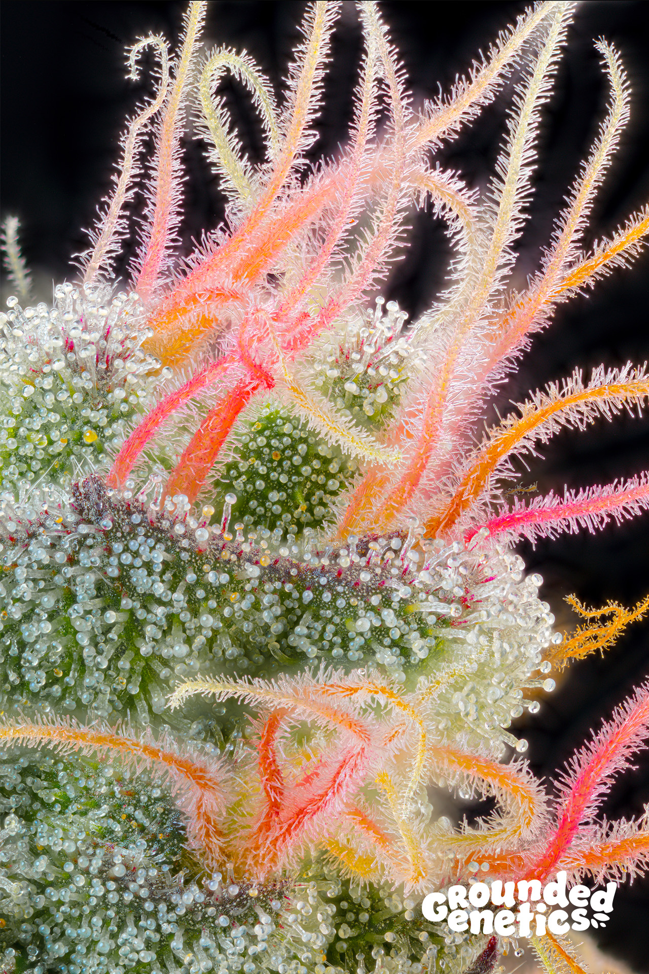 Pink Honey