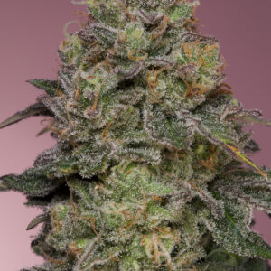 Pink Parmesan