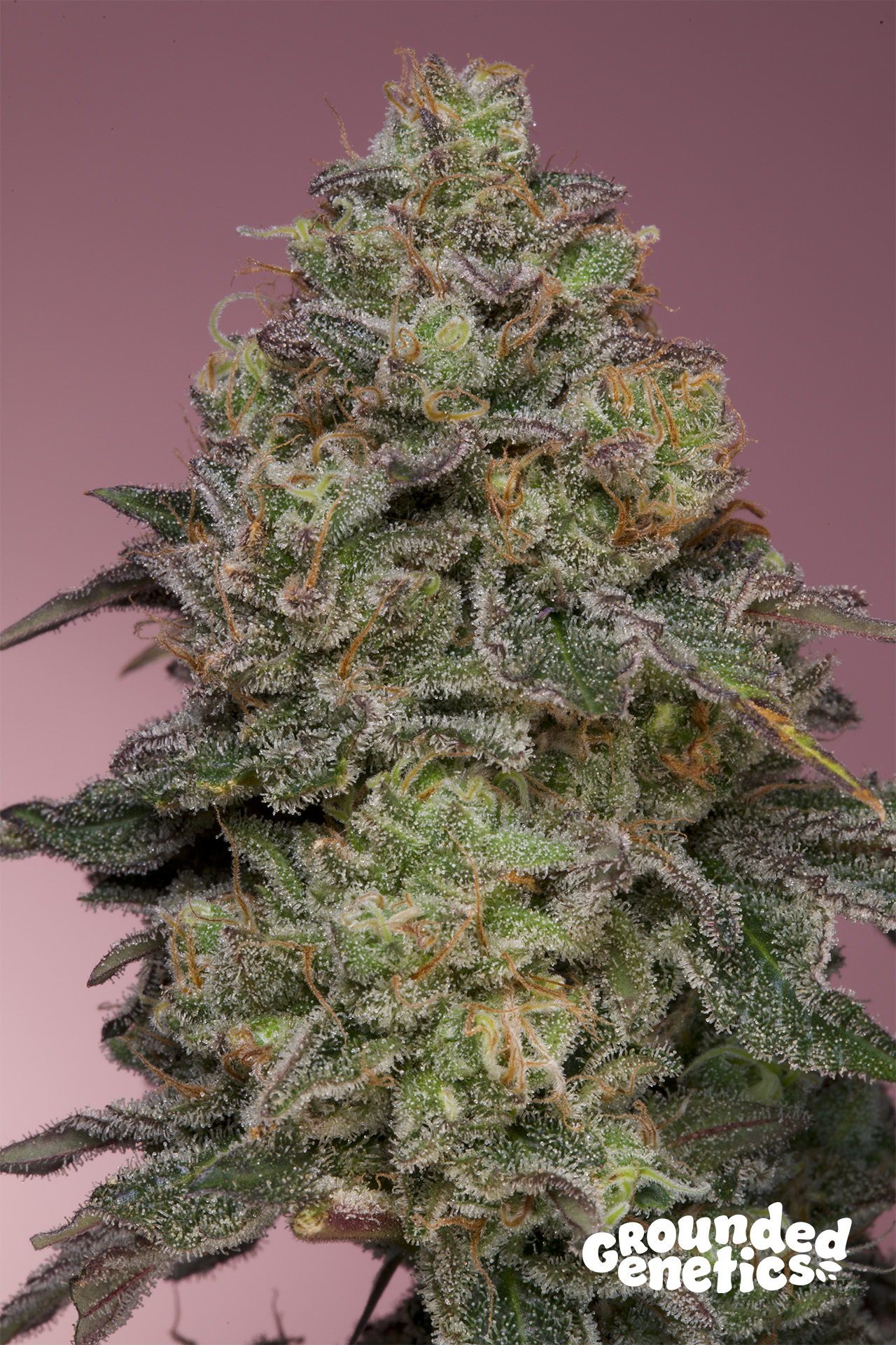 Pink Parmesan