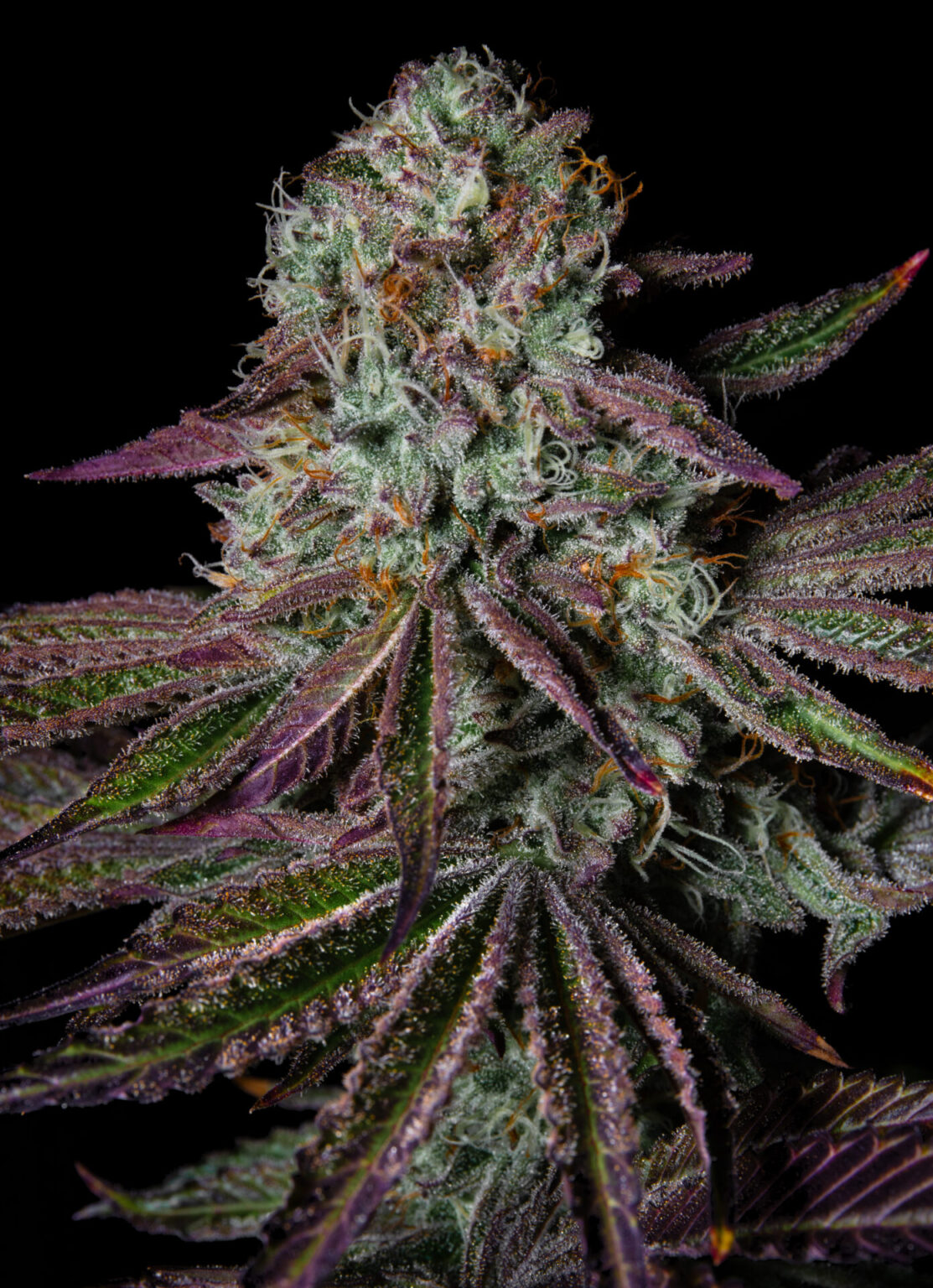 Pure Glitter