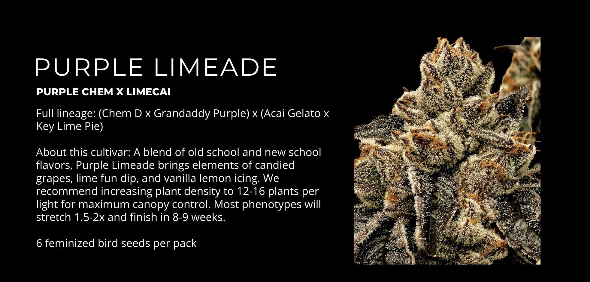 Purple Limeade