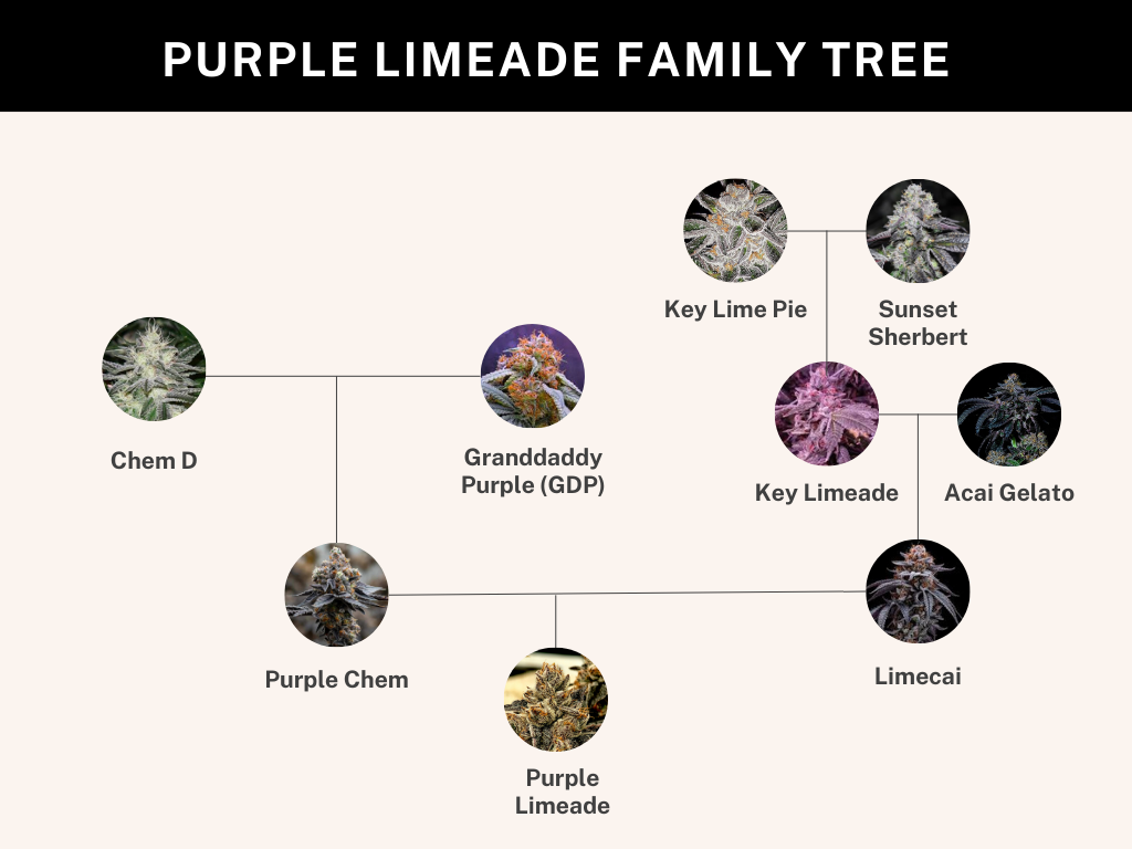 Purple Limeade