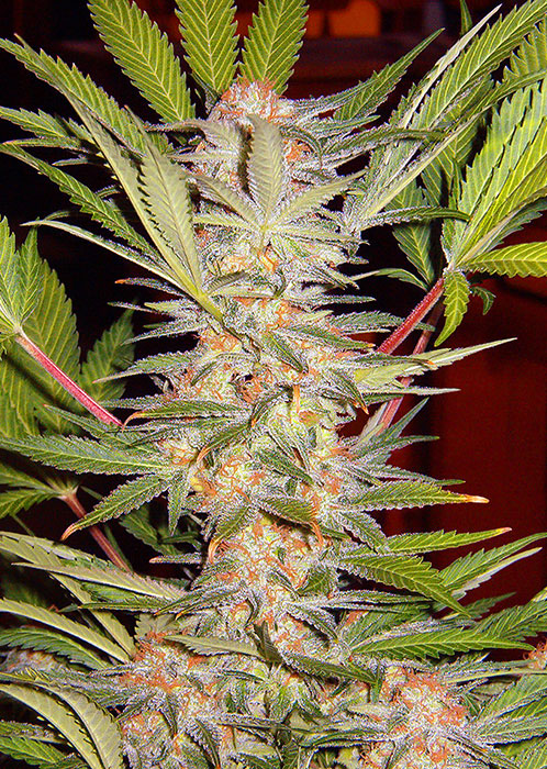 Sweet Afgani Delicious S1®