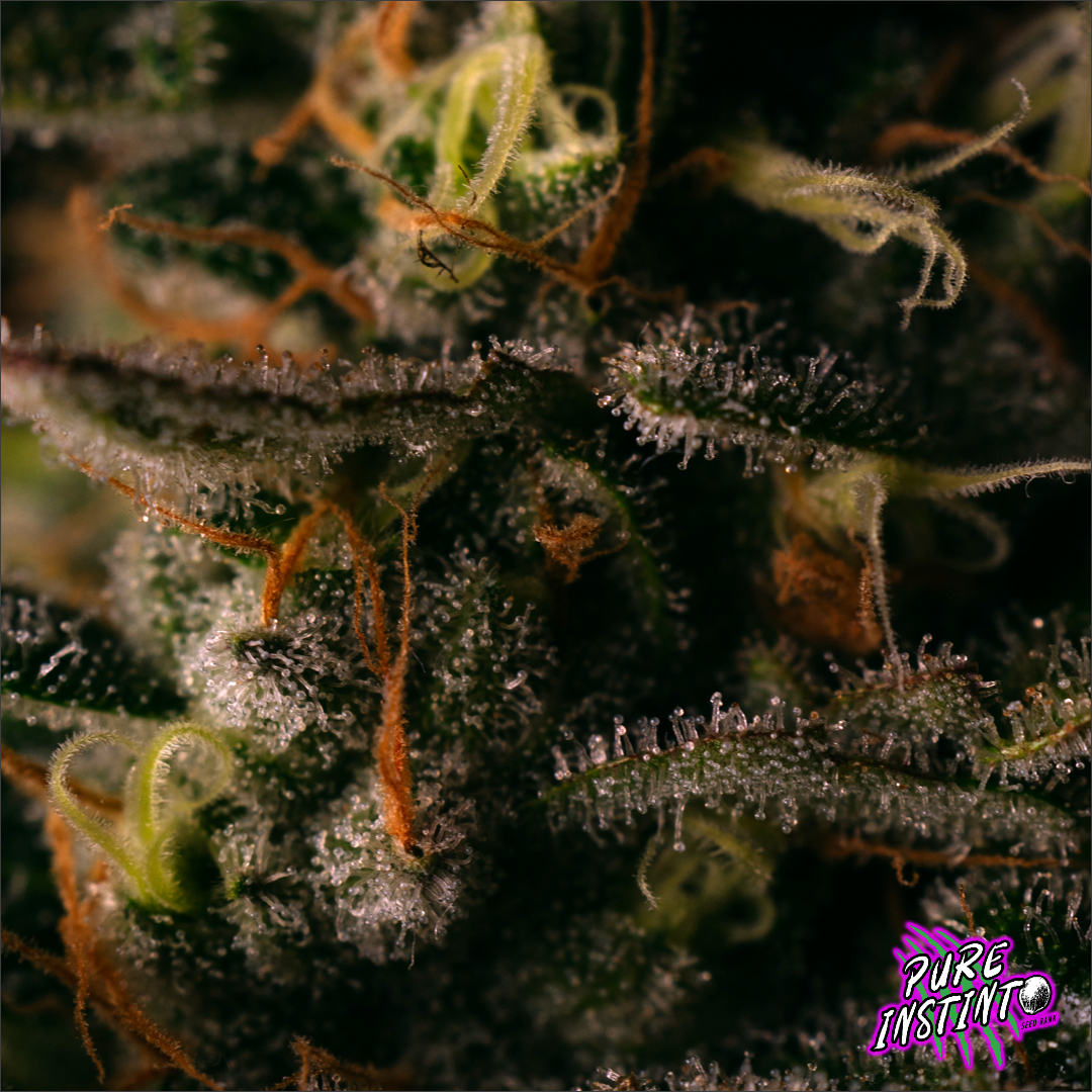 Gorilla Cookies