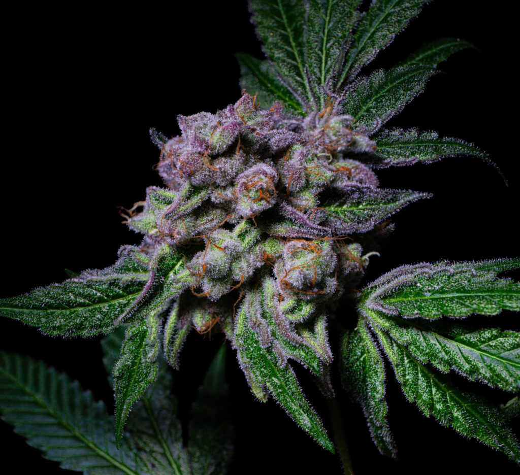 Sour Aloha