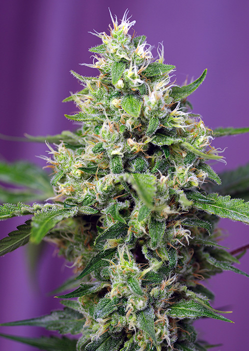 Sweet Amnesia Haze XL®