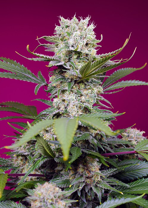 Sweet Mandarine Zkittlez XL®