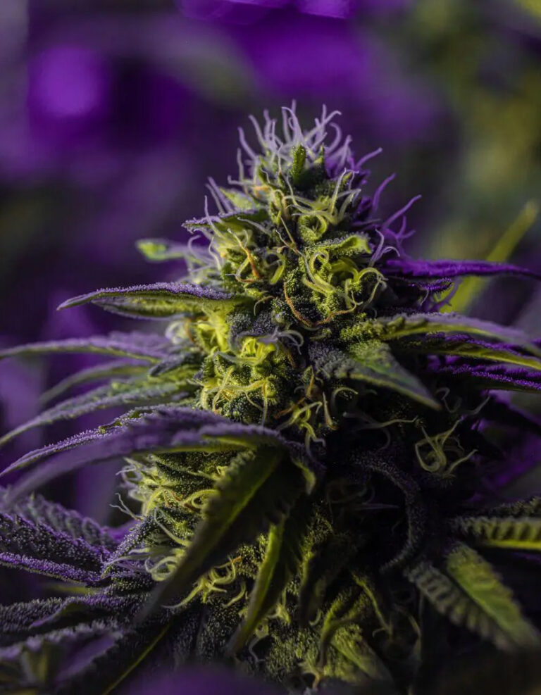 Sativa, Indica ou Híbrida? Desvendando as vibes da cannabis