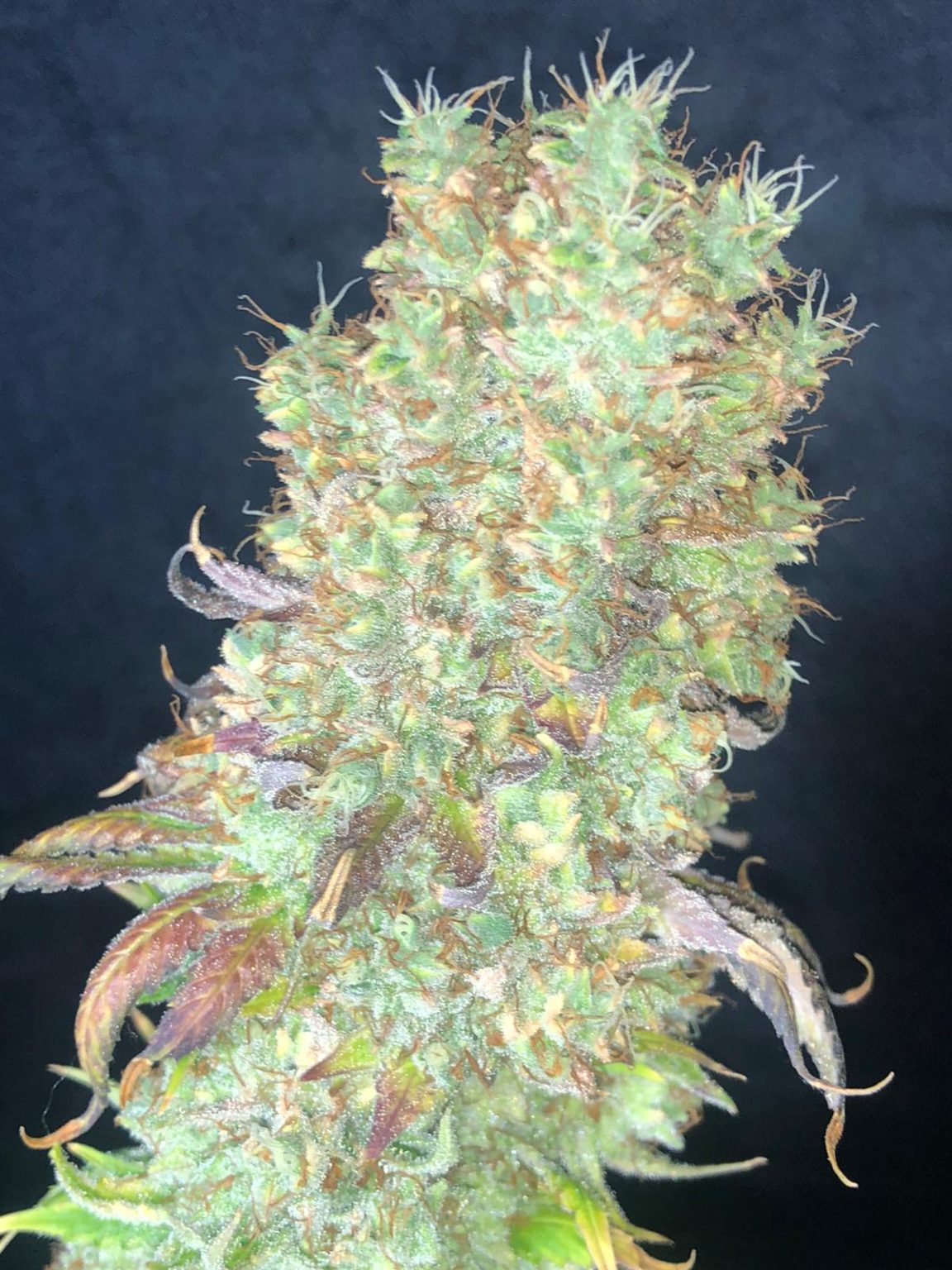 Shiskaberry