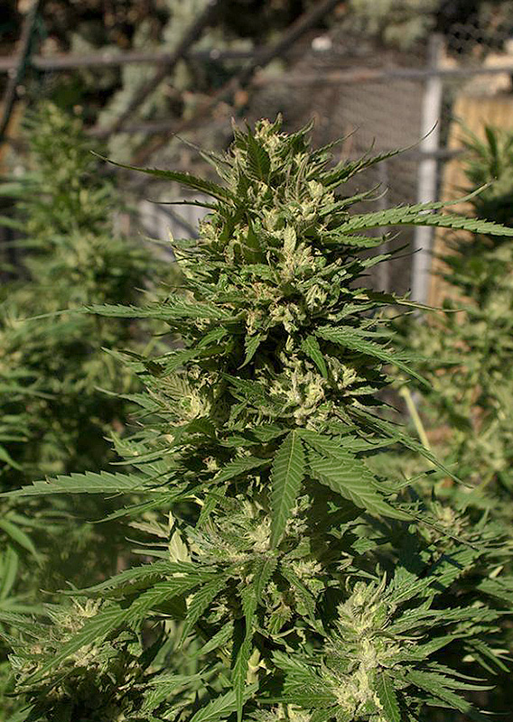 Skunk #11®