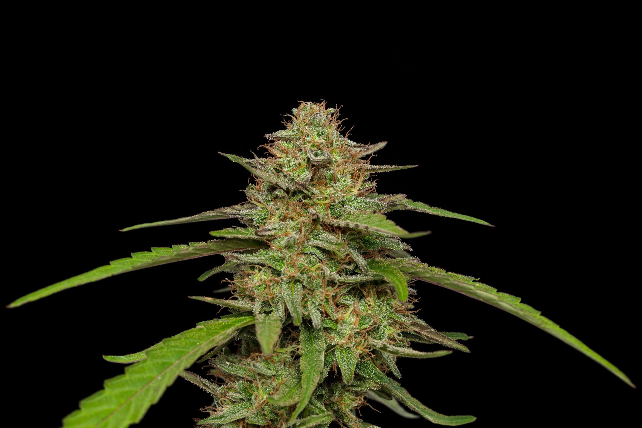 Strawberry Cheesecake