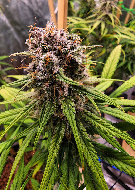 Strawberry Cough®