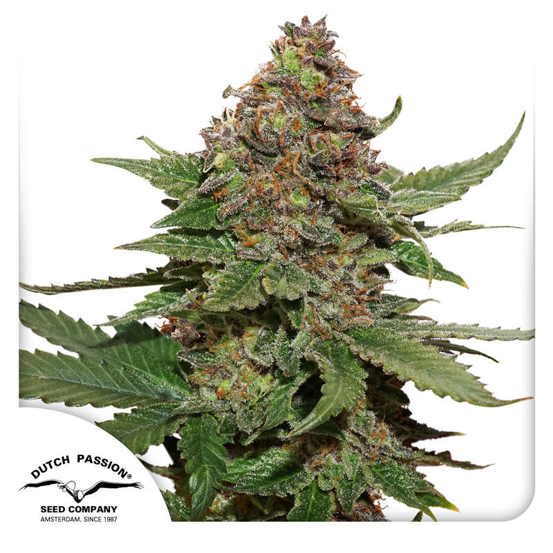 Strawberry Cough®
