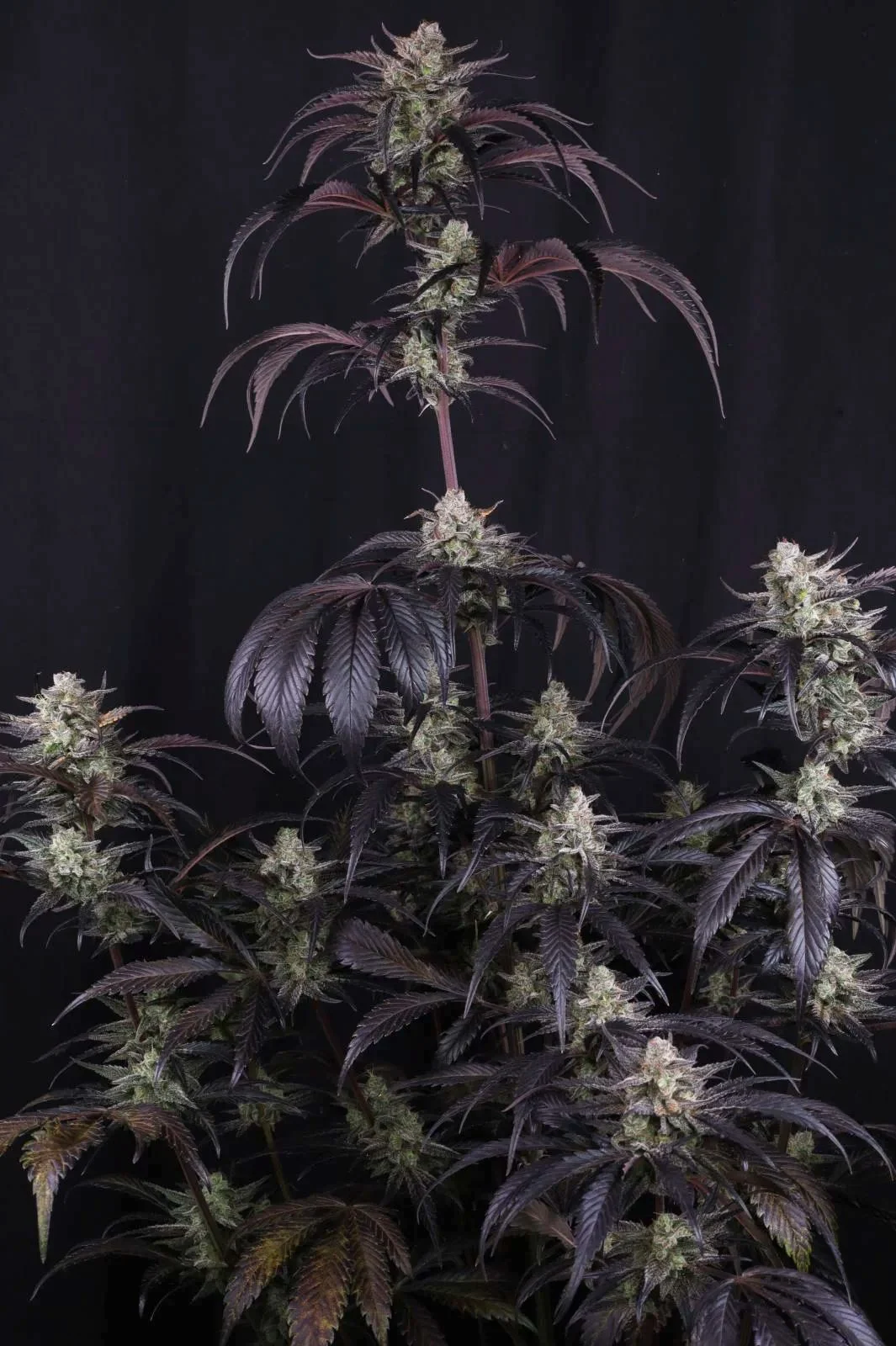 Strawberry Gorilla Auto RF3™