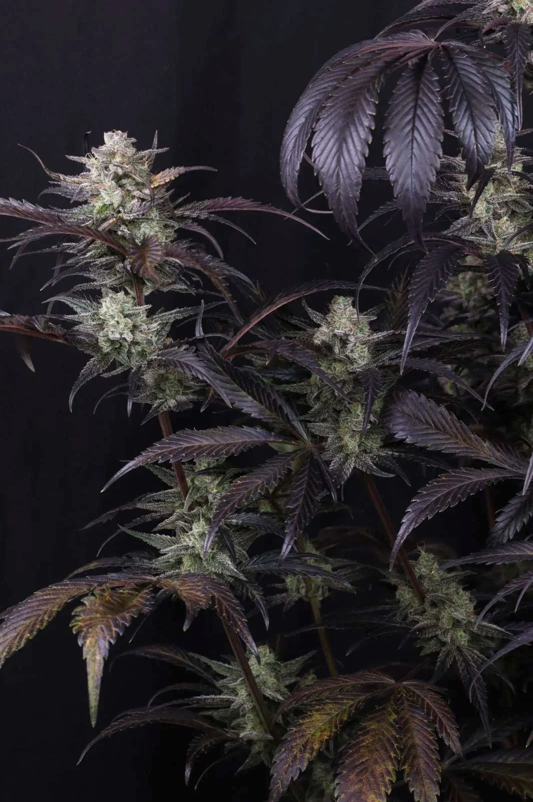 Strawberry Gorilla Auto RF3™