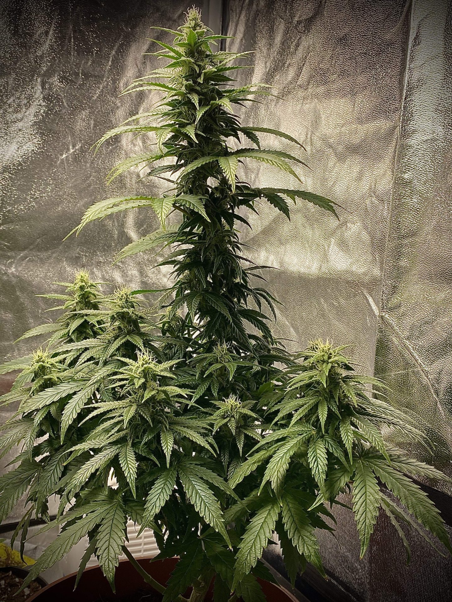 Strawberry Shortcake Auto