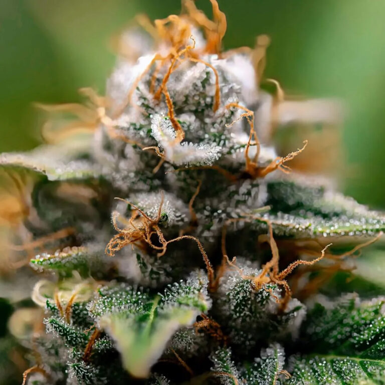 Terpenos: O Segredo da brisa