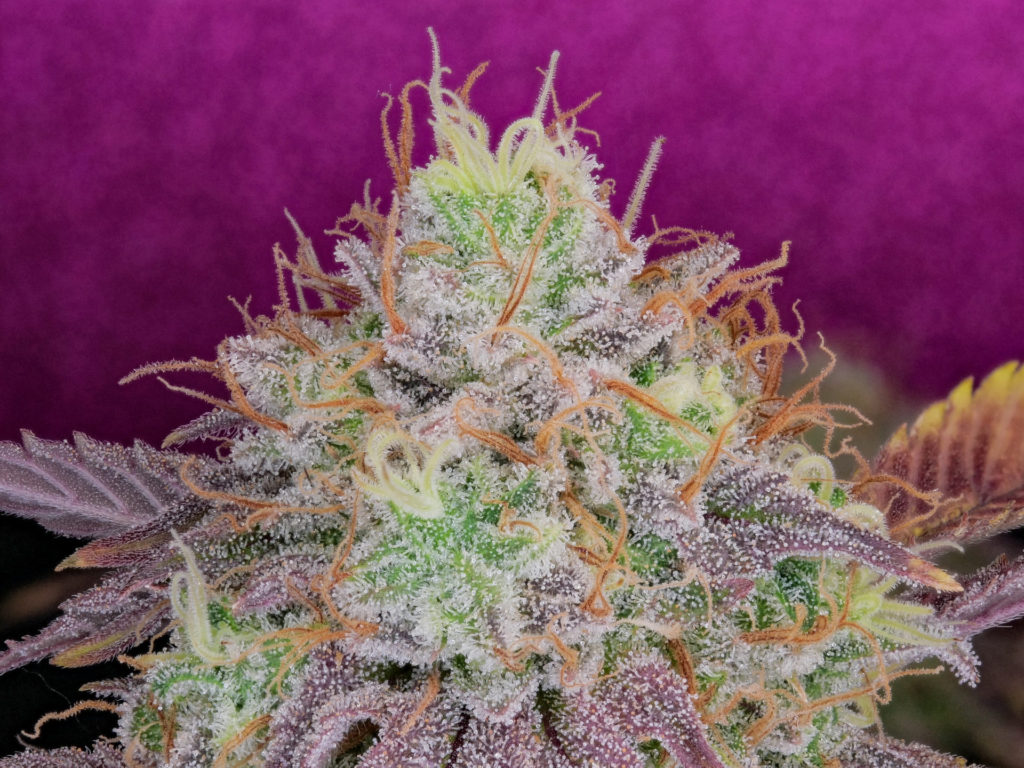Watermelon Zkittles