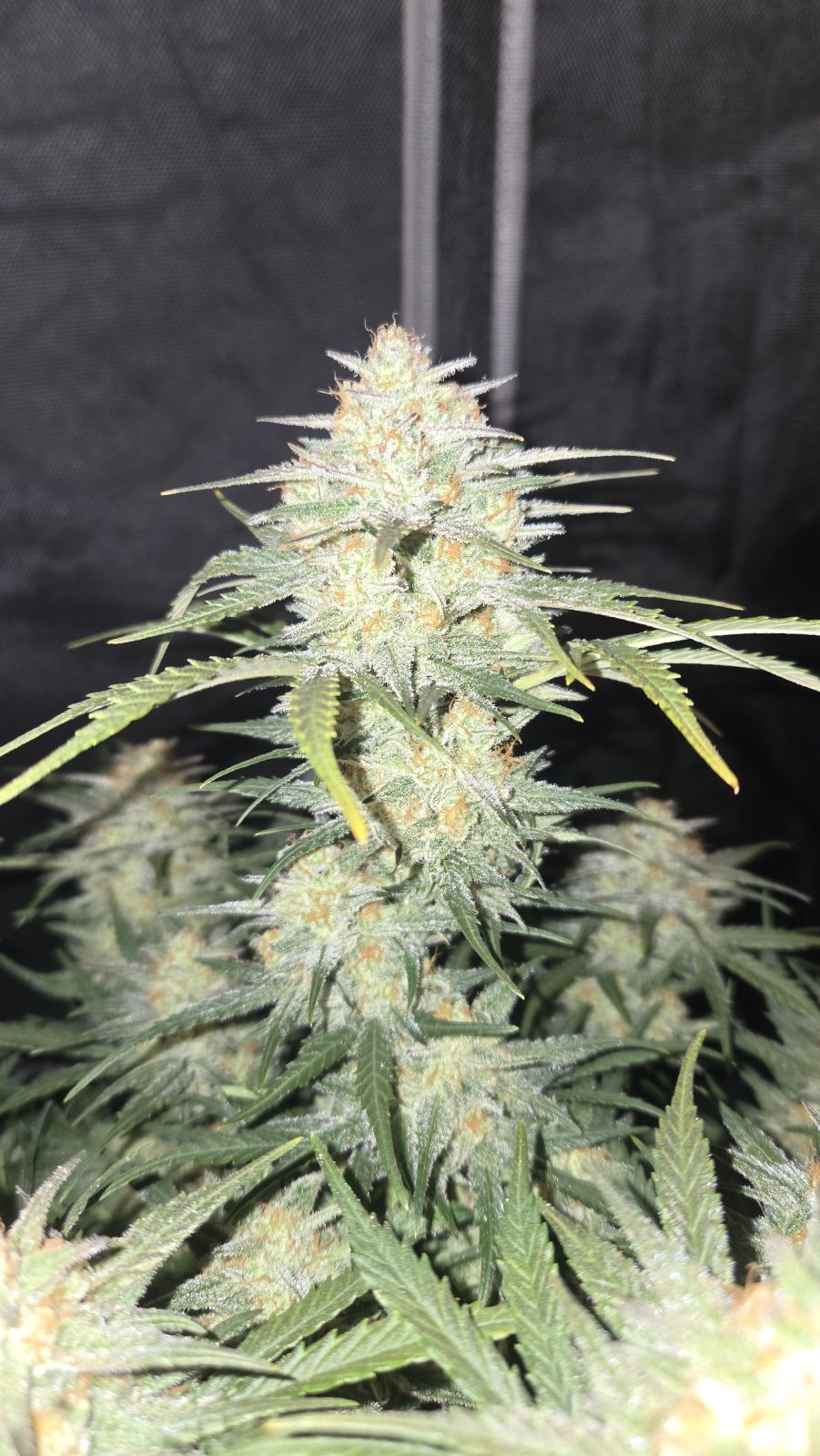 Z-Up Auto™