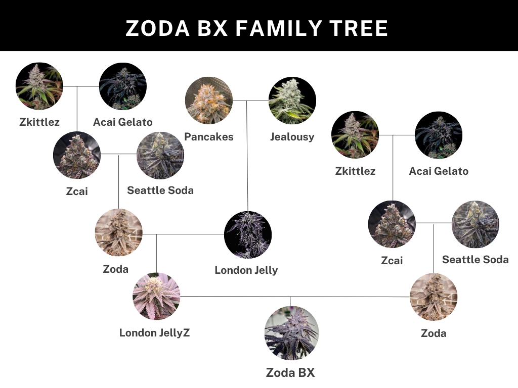Zoda BX1