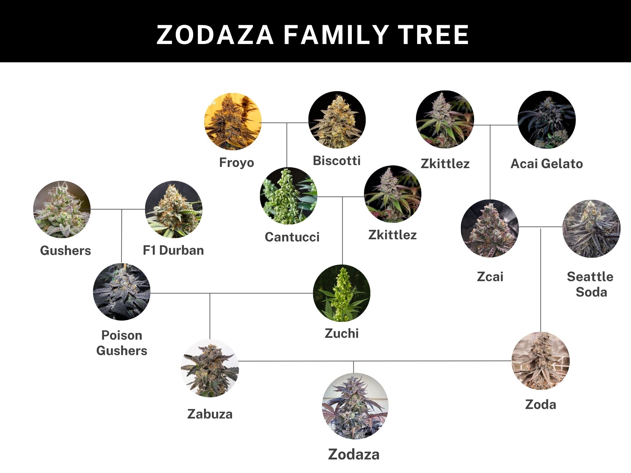 Zodaza