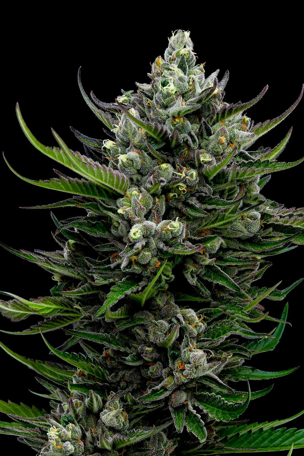 All Gas OG