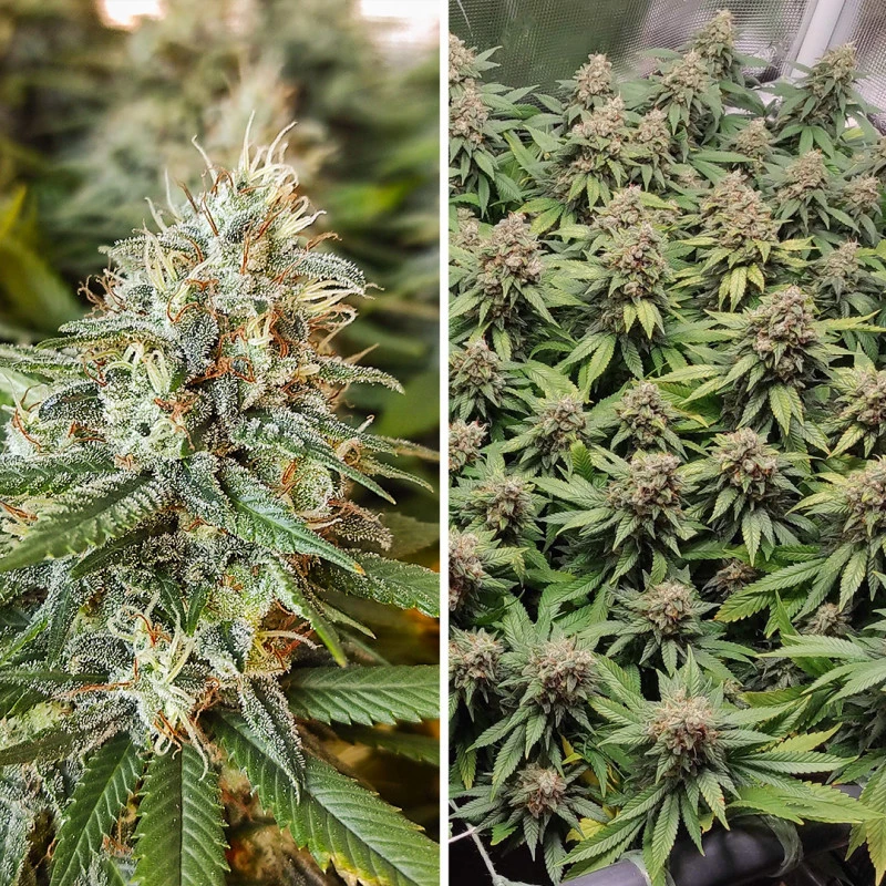Amsterdam Amnesia®