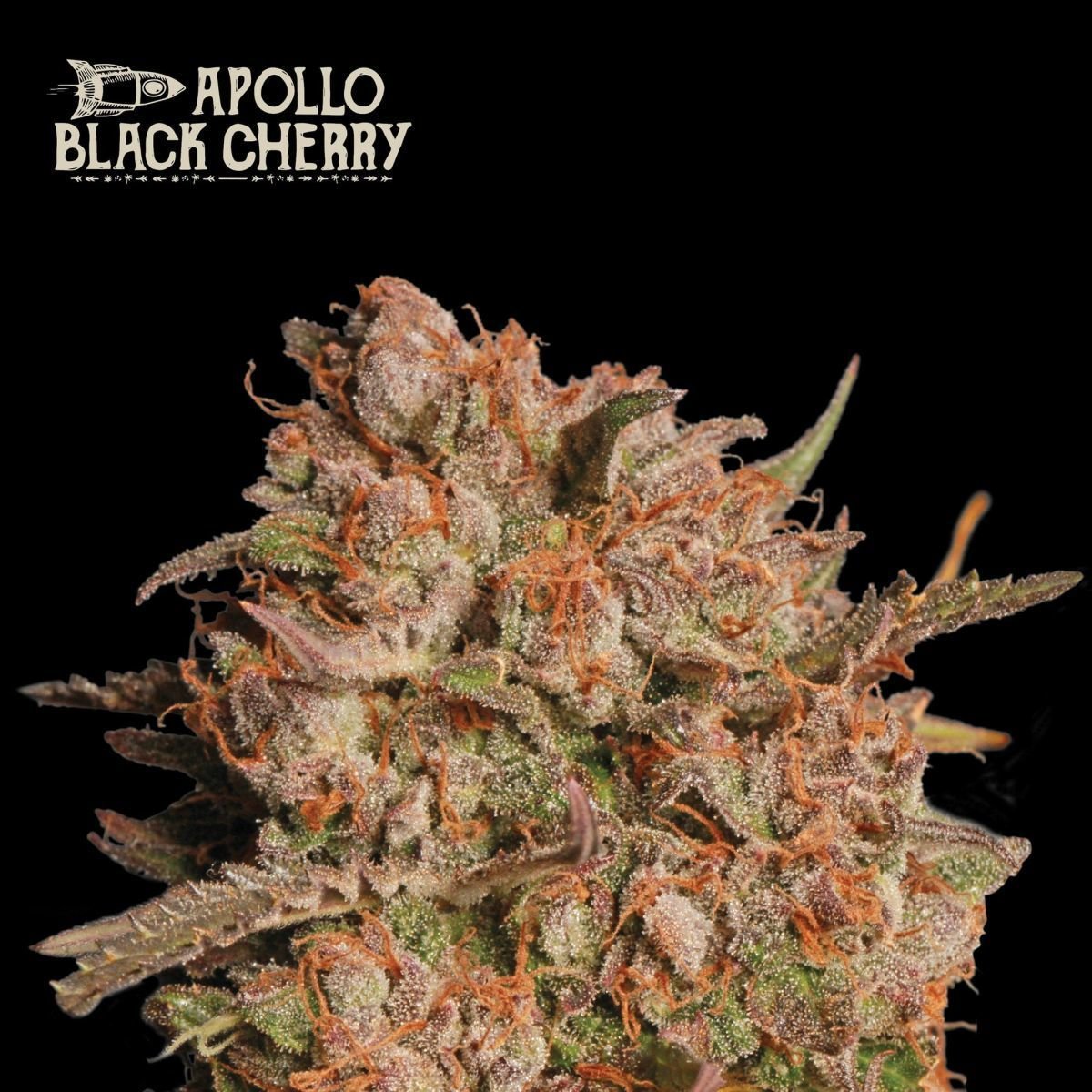 Apollo Black Cherry© Auto