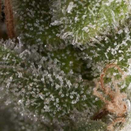 Fresh Candy