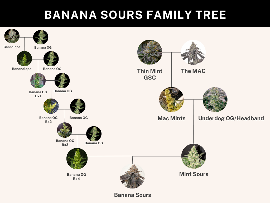 Banana Sours
