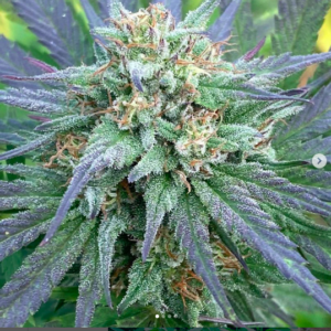 Berry Buddha