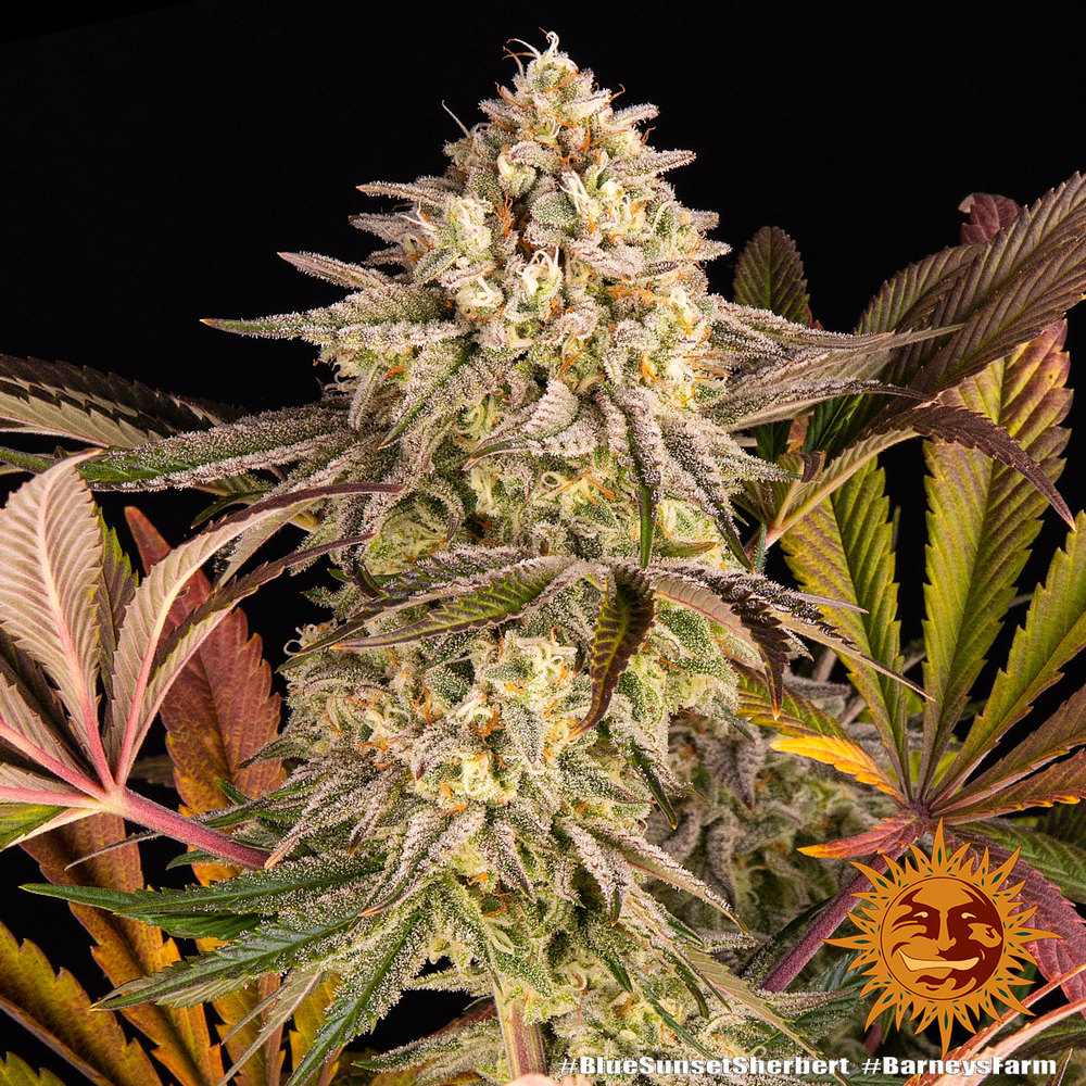 Blue Sunset Sherbet